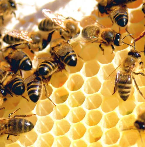 Hawaiian honey bees producing raw honey from Hawaii.